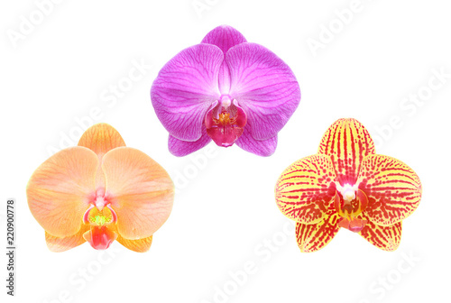 Close-up of  orchid flpwer isolated on white