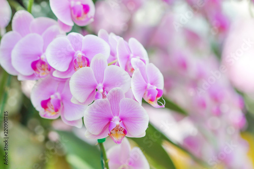Close-up of pink orchid phalaenopsis colorful background © prapann