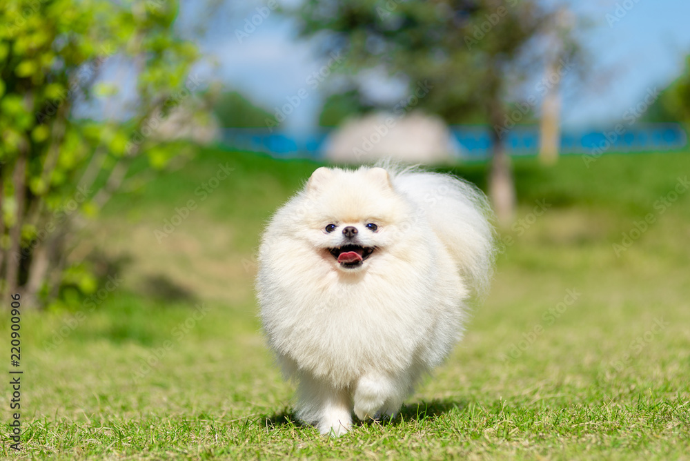 little furry dog on the grass
