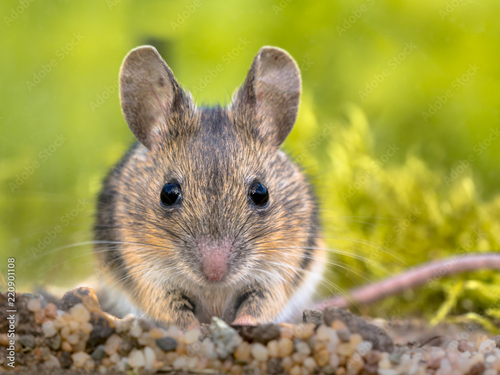 Frontal portrait of Cute Wood mouse Frontal portrait of Cute Wood mouse