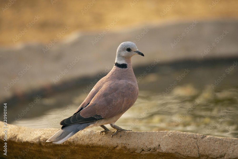 Obraz premium Red Turtle Dove, Streptopelia tranquebarica, Jhalana, Rajasthan, India
