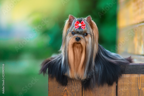 Dog with beautiful long hair in a beautiful Park.