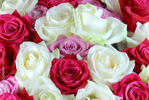 A large bouquet of red  pink and white roses close-up. Background of roses. Congratulations on the holiday. Love and tenderness.