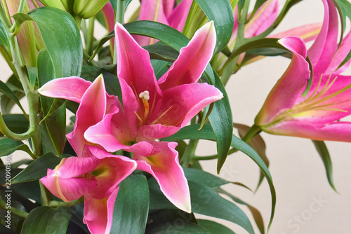A bouquet of beautiful pink lilies with not buds bloomed. Bouquet of flowers. A romantic gift to your beloved people.