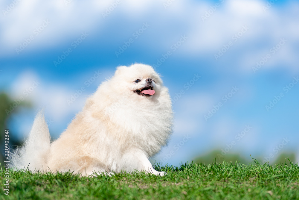 White fluffy dog on the grass in nature.