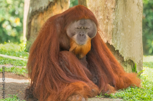 Bornean Orangutan (Pongo pygmaeus) sitting on the ground in the forest