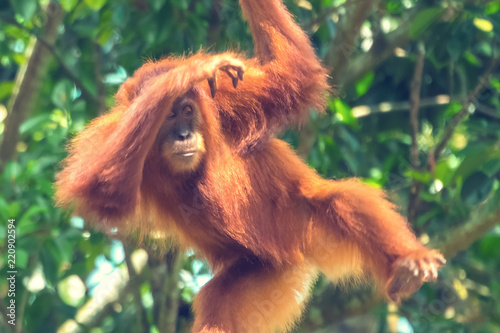 dancing orangutan monkey