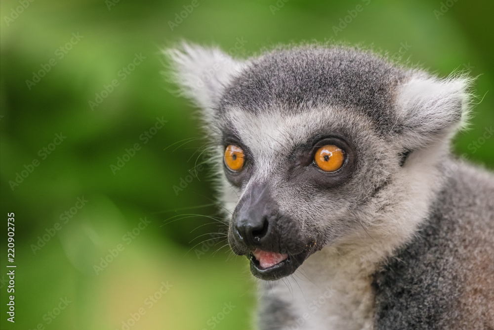 Obraz premium Lemur portrait, close-up
