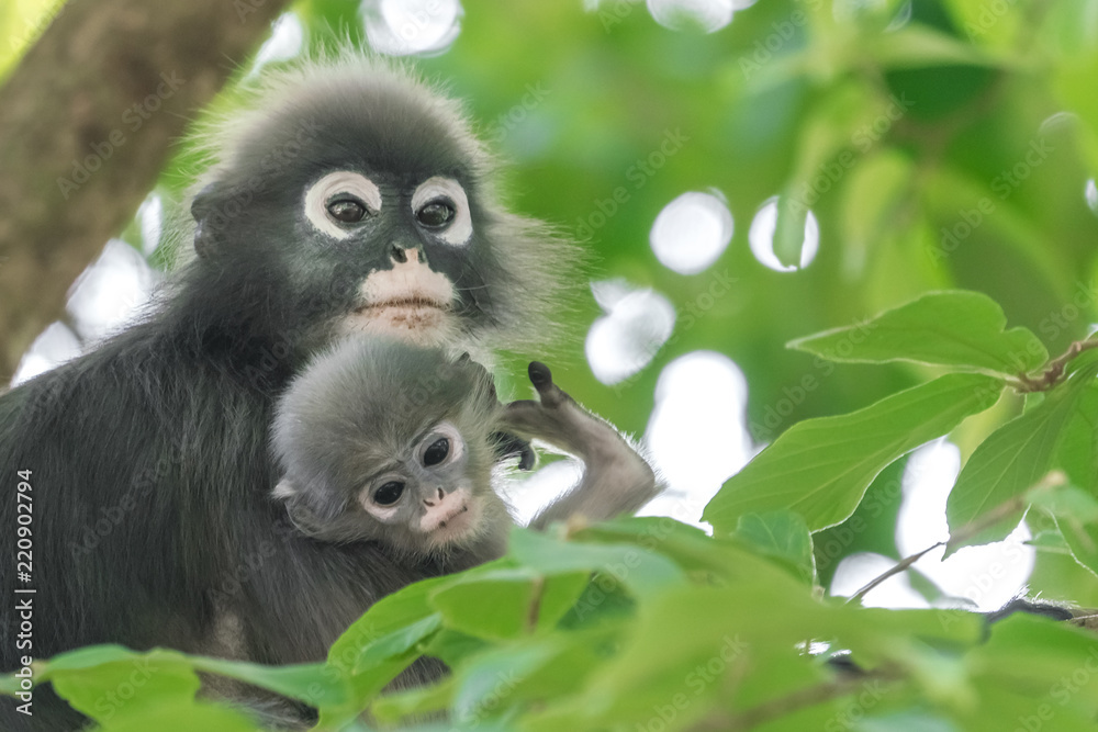 Obraz premium Dusky Leaf Monkey or Spectacled Langur (Trachypithecus obscurus) with baby