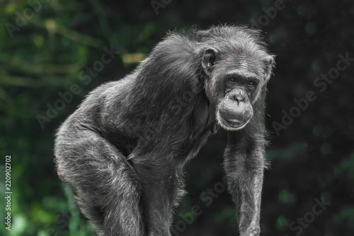 Chimpanzee monkey portrait, close-up © watman