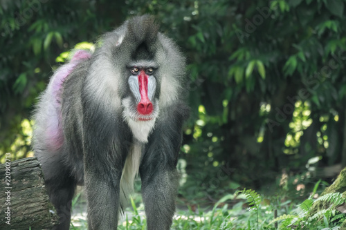 Fototapeta Mandrill Baboon 