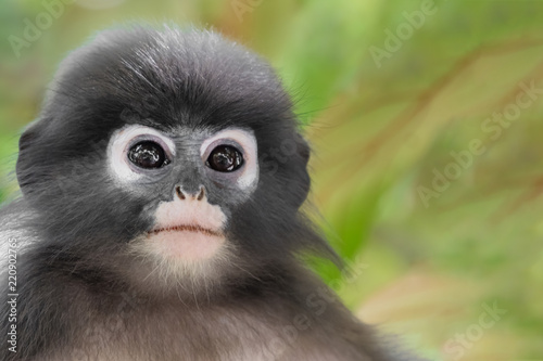 фотографія Dusky Leaf Monkey or Spectacled Langur (Trachypithecus obscurus)