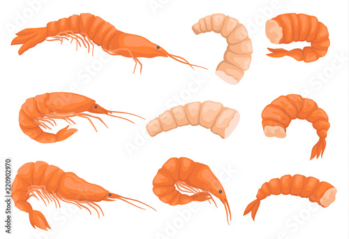 Flat vector set of whole and peeled shrimps without heads. Boiled and raw prawns. Gourmet seafood