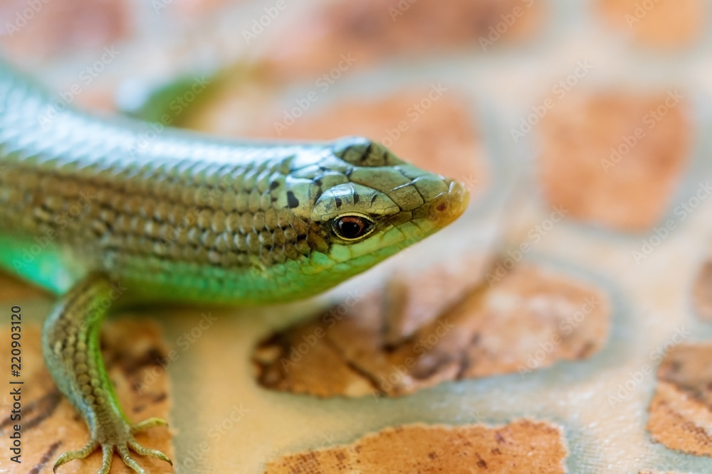 Obraz premium The green lizard, close-up
