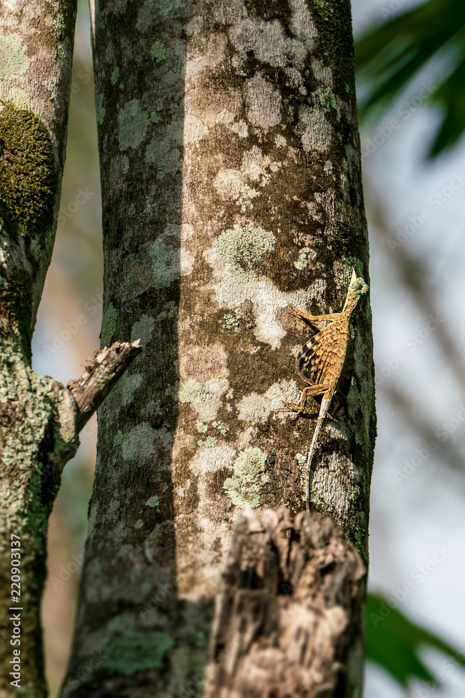 Fototapeta premium Flying lizard or flying dragon (Draco volans) on the tree