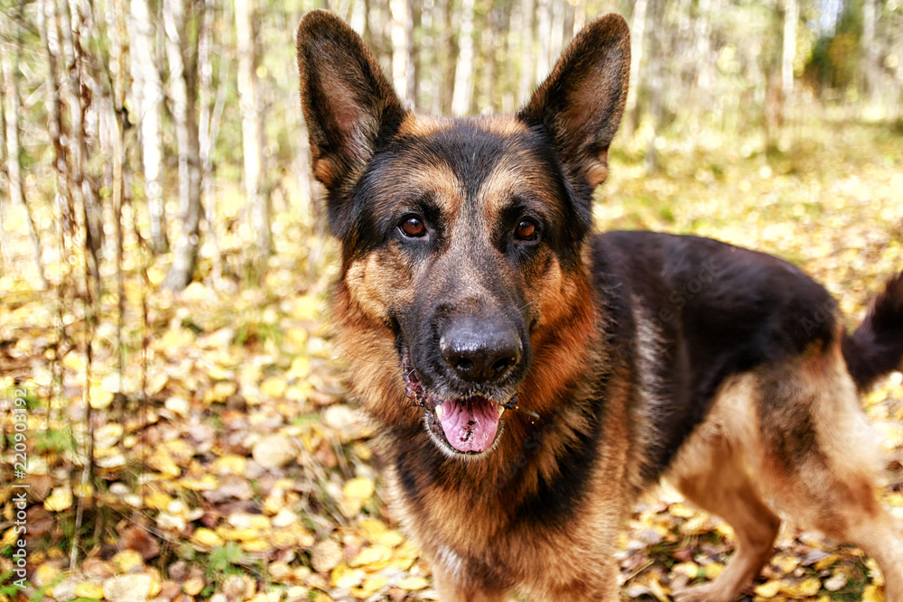 Dog German Shepherd in a forest in autumn Dog German Shepherd in a forest in autumn