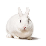 White fat rabbit. Isolated on white
