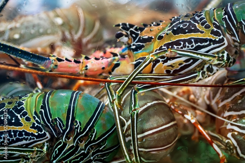 Lobster ( langust) underwater in an aquarium