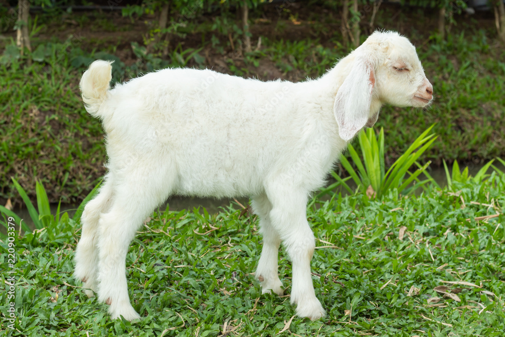 White goat on the grass in the park. White goat on the grass in the park.