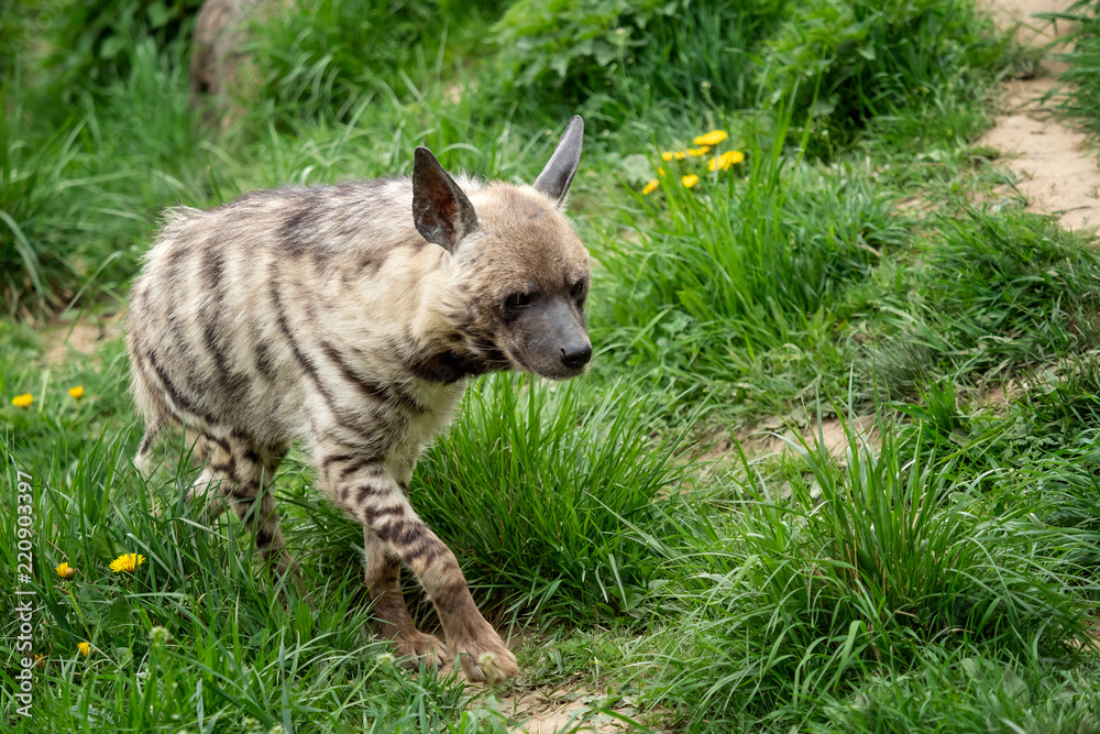 Obraz premium Striped hyena (Hyaena hyaena sultana)