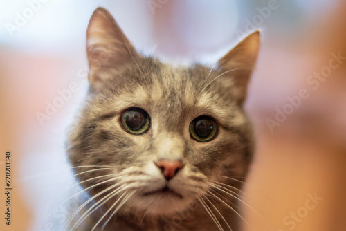 Gray cat with green eyes, close-up © watman