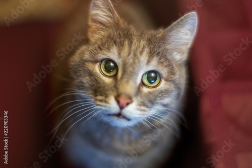 Gray cat with green eyes, close-up