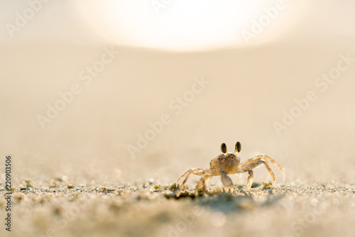 Crab on the beach, copy space