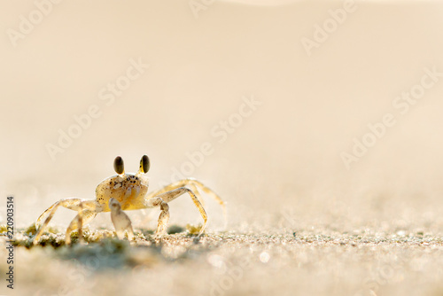 Crab on the beach, close-up