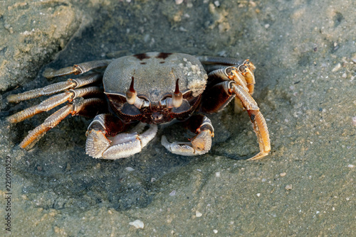 Crab in the sand  close-up