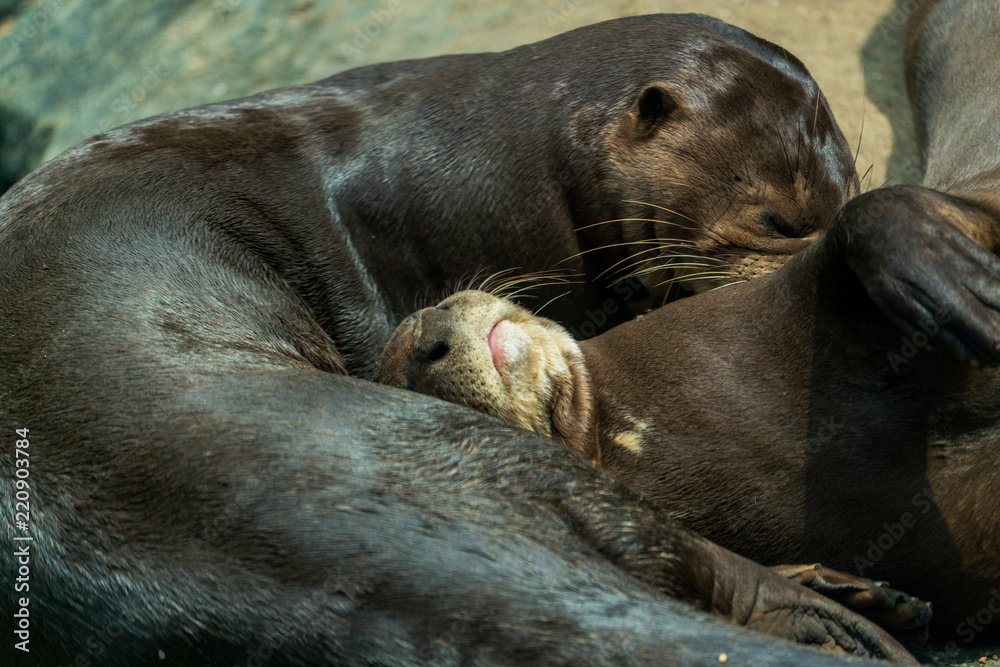 Fototapeta premium Two otters rest on the rocks