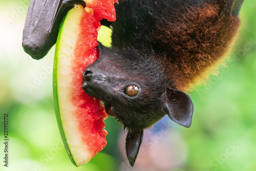 Fruit bat (Megachiroptera) eating watermelon