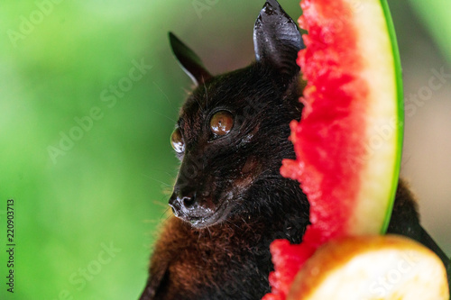 Fruit bat (Megachiroptera) eating watermelon