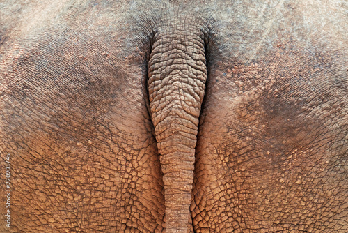 Tail of a rhinoceros, close-up
