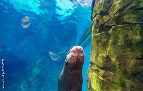 Otter floating under the water