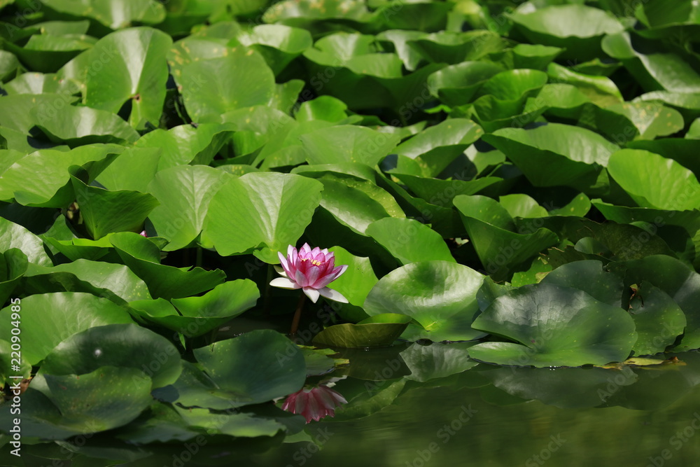 蓮の花と葉 蓮の花と葉