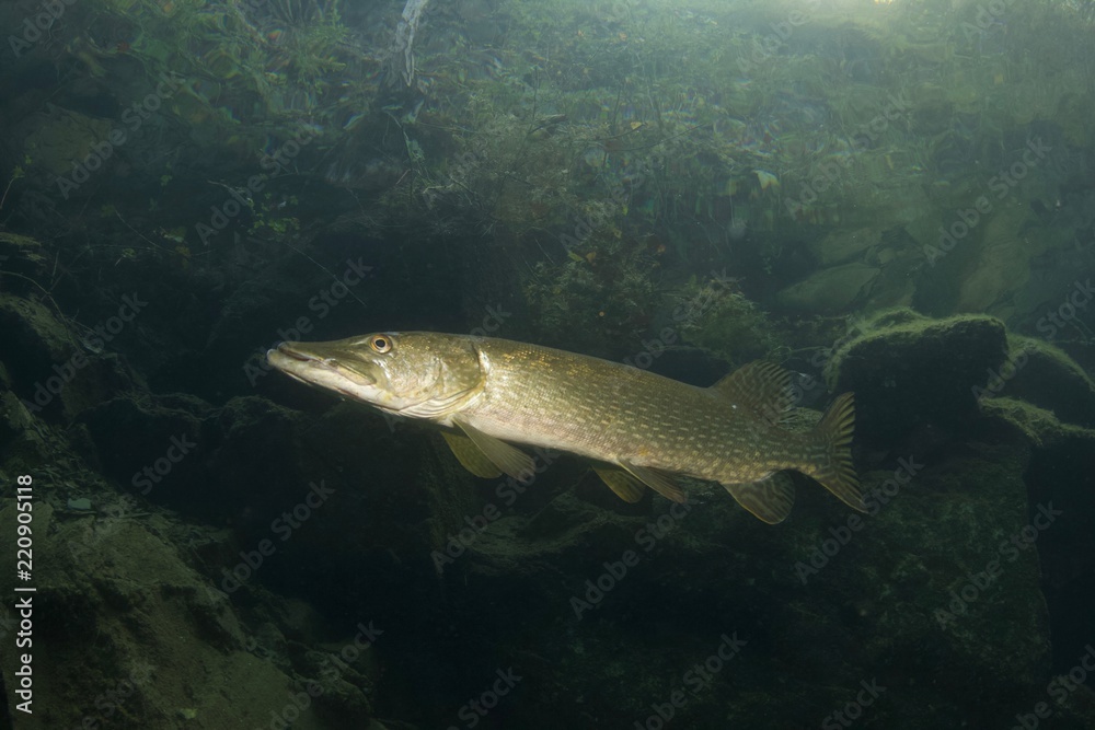 Brochet, pike Brochet, pike