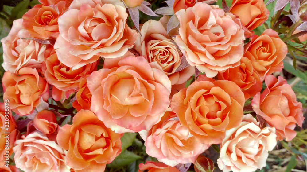 Bouquet of orange roses and buds growing in a garden love background Bouquet of orange roses and buds growing in a garden love background