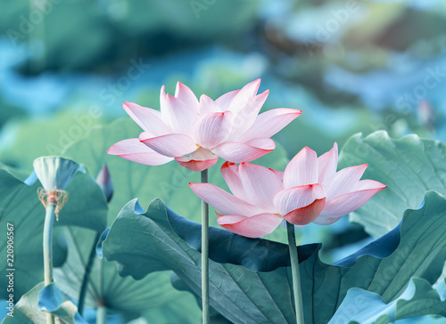 Kwiat lotosu i rośliny kwiatu lotosu