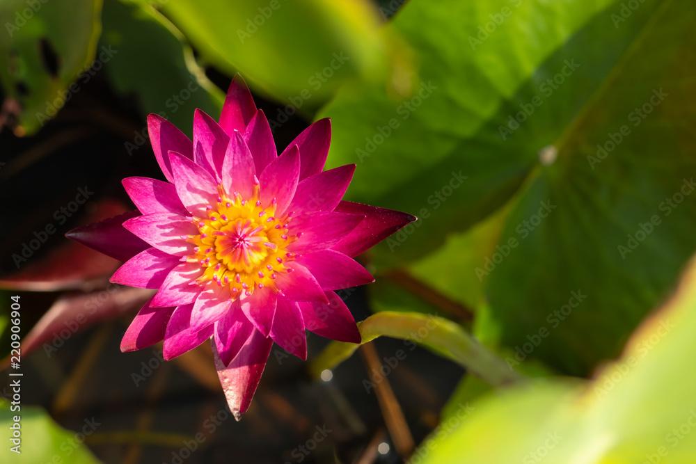The pink lotus flower is blooming in garden. The pink lotus flower is blooming in garden.