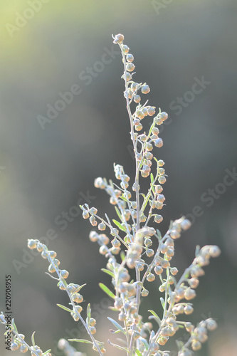Wormwood. Flowering absinthium. Medicinal plant. © HANNA