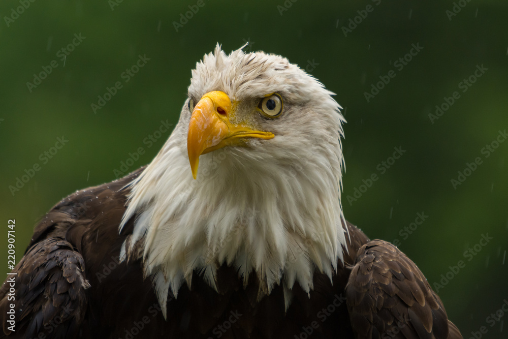 Bald eagle under the rain looking around for a meal Bald eagle under the rain looking around for a meal