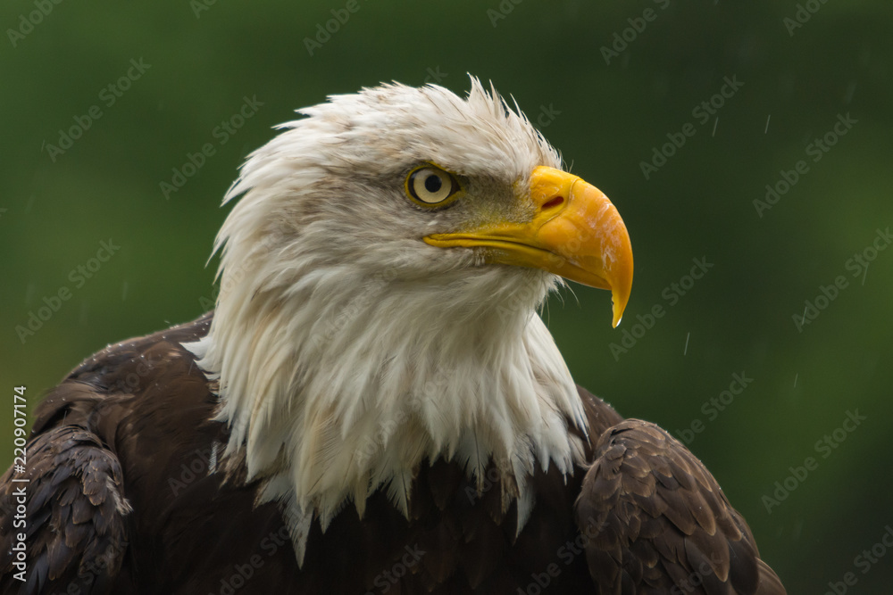 Bald eagle under the rain looking around for a meal Bald eagle under the rain looking around for a meal