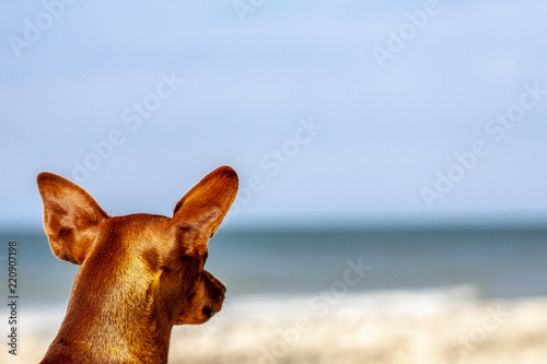 Miniature pinscher observing what is going on at the beach
