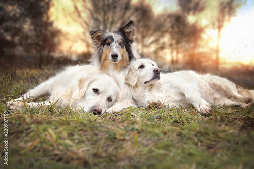 Drei Hunde liegen entspannt auf einer Wiese