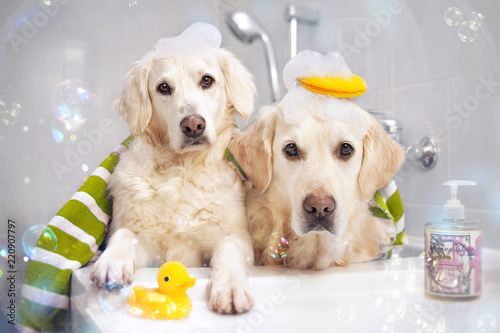 Zwei Hunde in der Badewanne mit Ente und Schaum auf dem Kopf photo