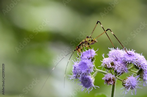 Tettigoniidae (ant cricket、ant-loving cricket) (Holochlora longifissa).