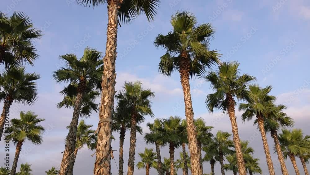 Palm trees at sunset, against the beautiful blue sky. Tropical tree. smooth movement. Palm trees at sunset, against the beautiful blue sky. Tropical tree. smooth movement.