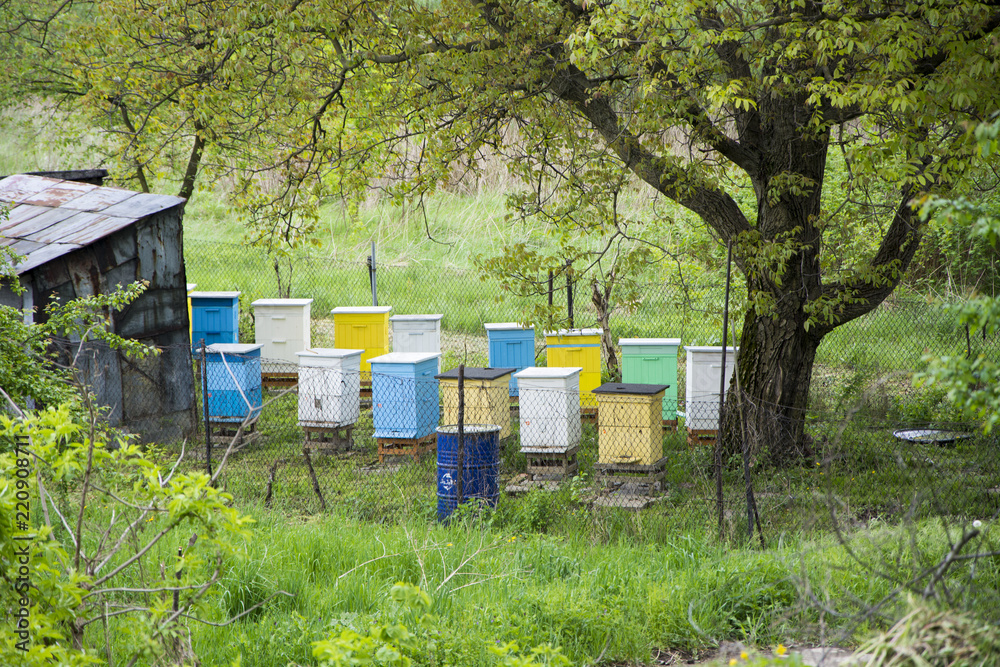 Beehives Beehives