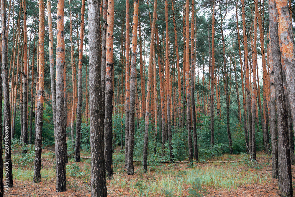Fototapeta premium pine forest as a backdrop, beautiful and wild nature landscape