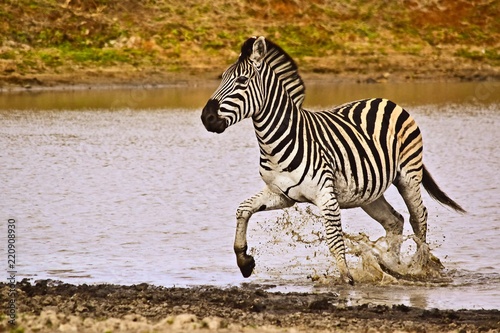 Zebra running in water
